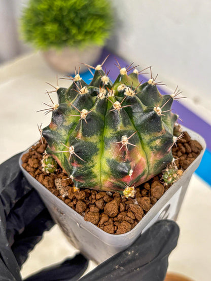 Gymnocalycium Tequila (gy5) (2) | Collectable