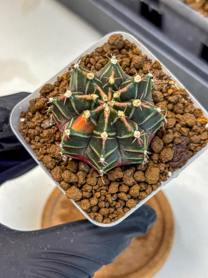 Gymnocalycium Garnet (gy5) (14) | Variegated cactus