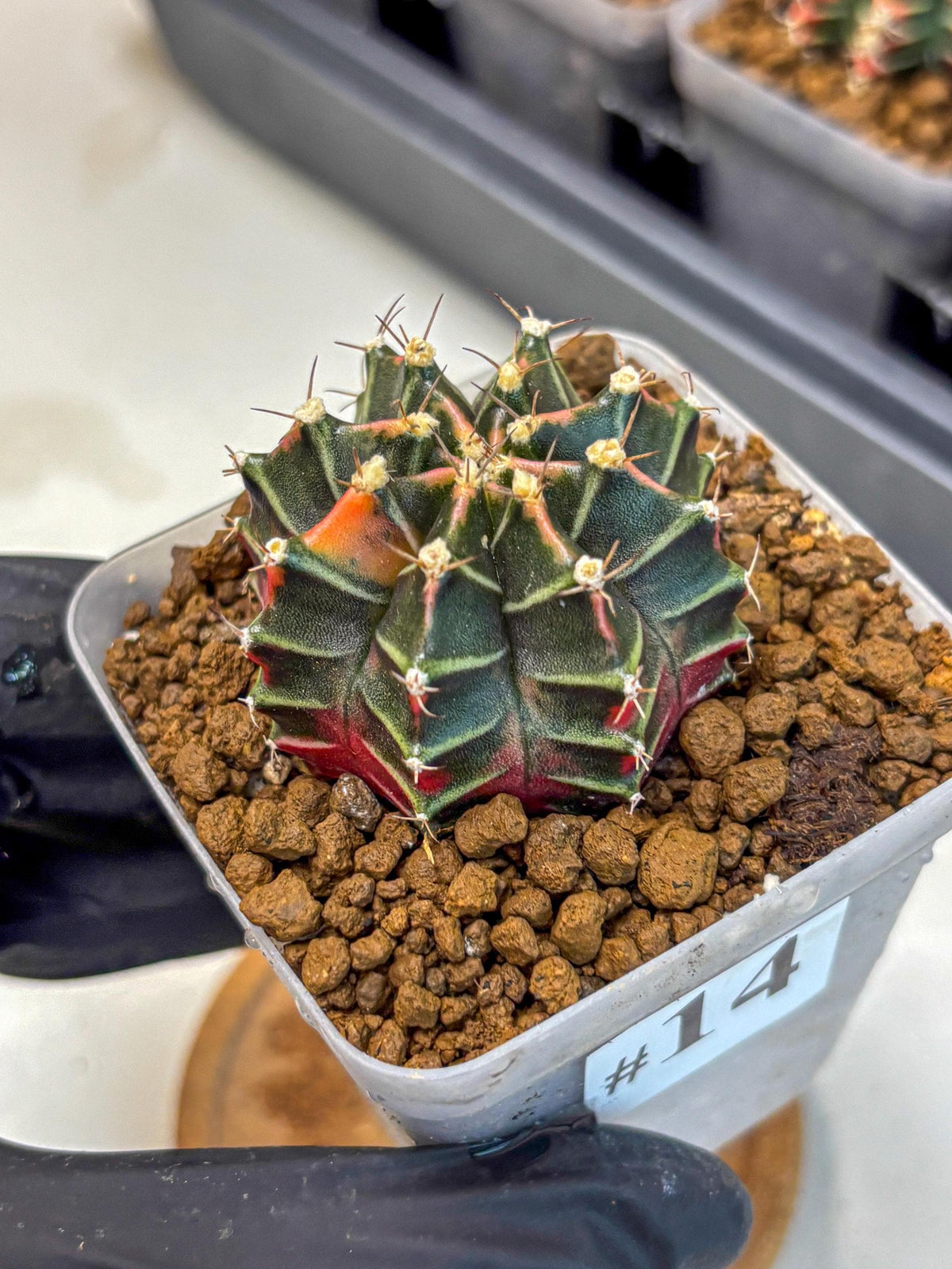 Gymnocalycium Garnet (gy5) (14) | Variegated cactus