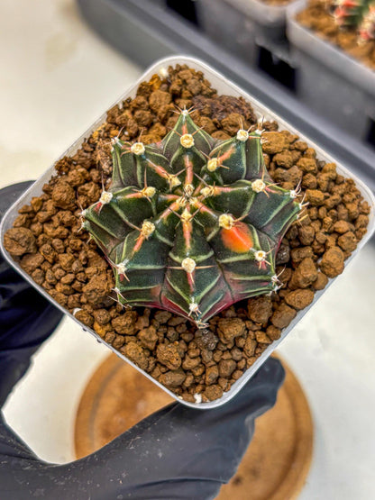 Gymnocalycium Garnet (gy5) (14) | Variegated cactus