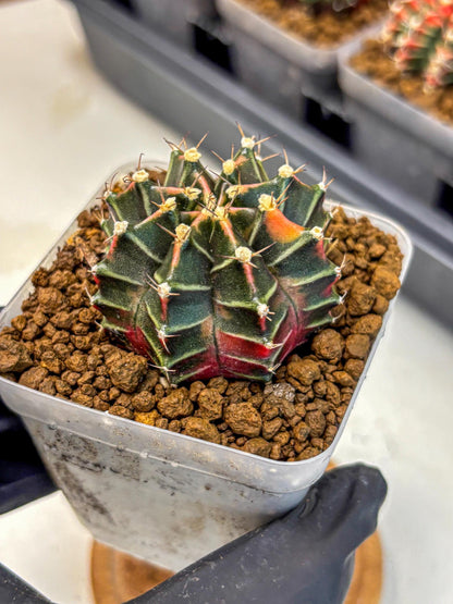 Gymnocalycium Garnet (gy5) (14) | Variegated cactus