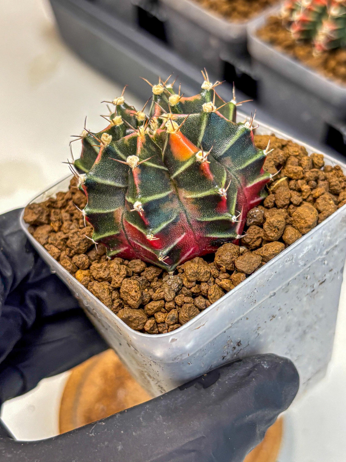 Gymnocalycium Garnet (gy5) (14) | Variegated cactus