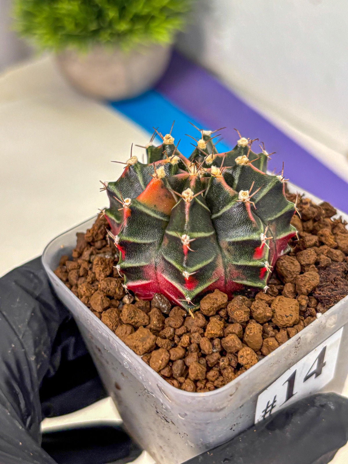 Gymnocalycium Garnet (gy5) (14) | Variegated cactus
