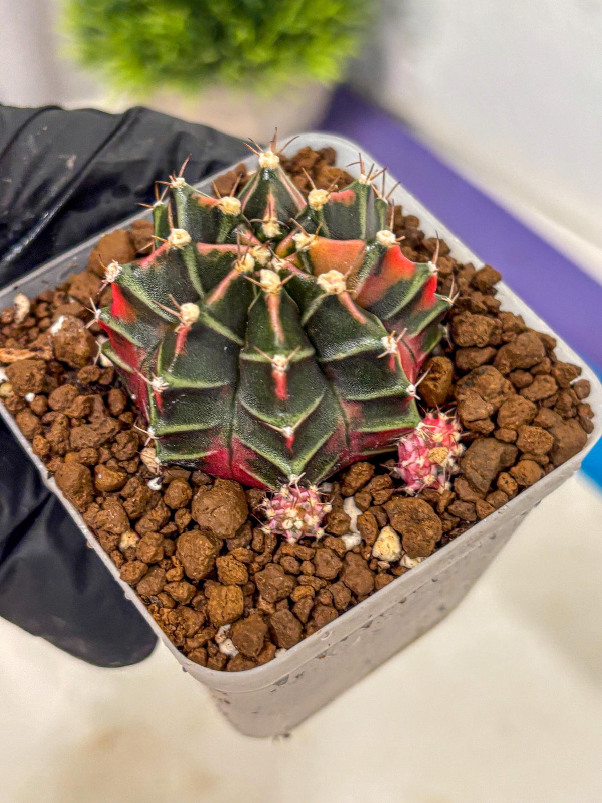 Gymnocalycium Garnet (gy5) (15) | Variegated cactus