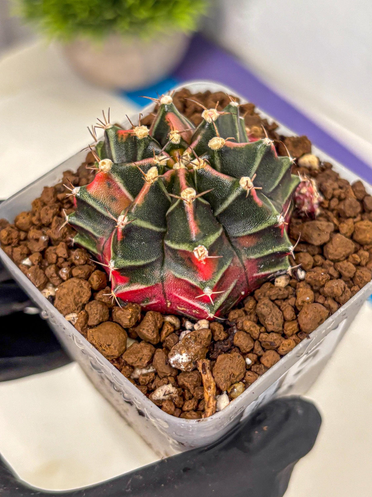 Gymnocalycium Garnet (gy5) (15) | Variegated cactus