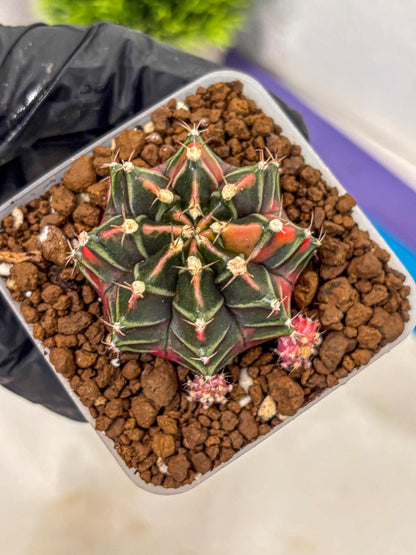 Gymnocalycium Garnet (gy5) (15) | Variegated cactus