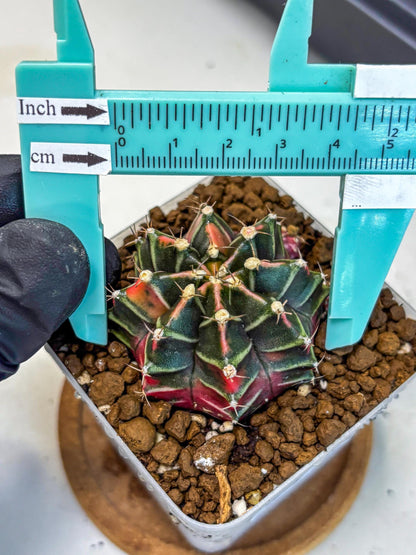 Gymnocalycium Garnet (gy5) (15) | Variegated cactus