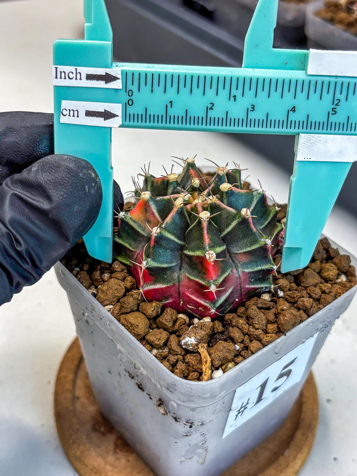 Gymnocalycium Garnet (gy5) (15) | Variegated cactus