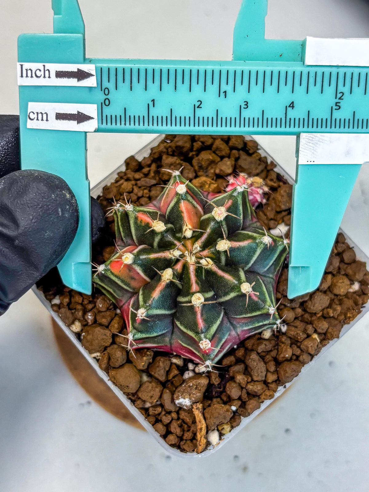 Gymnocalycium Garnet (gy5) (15) | Variegated cactus