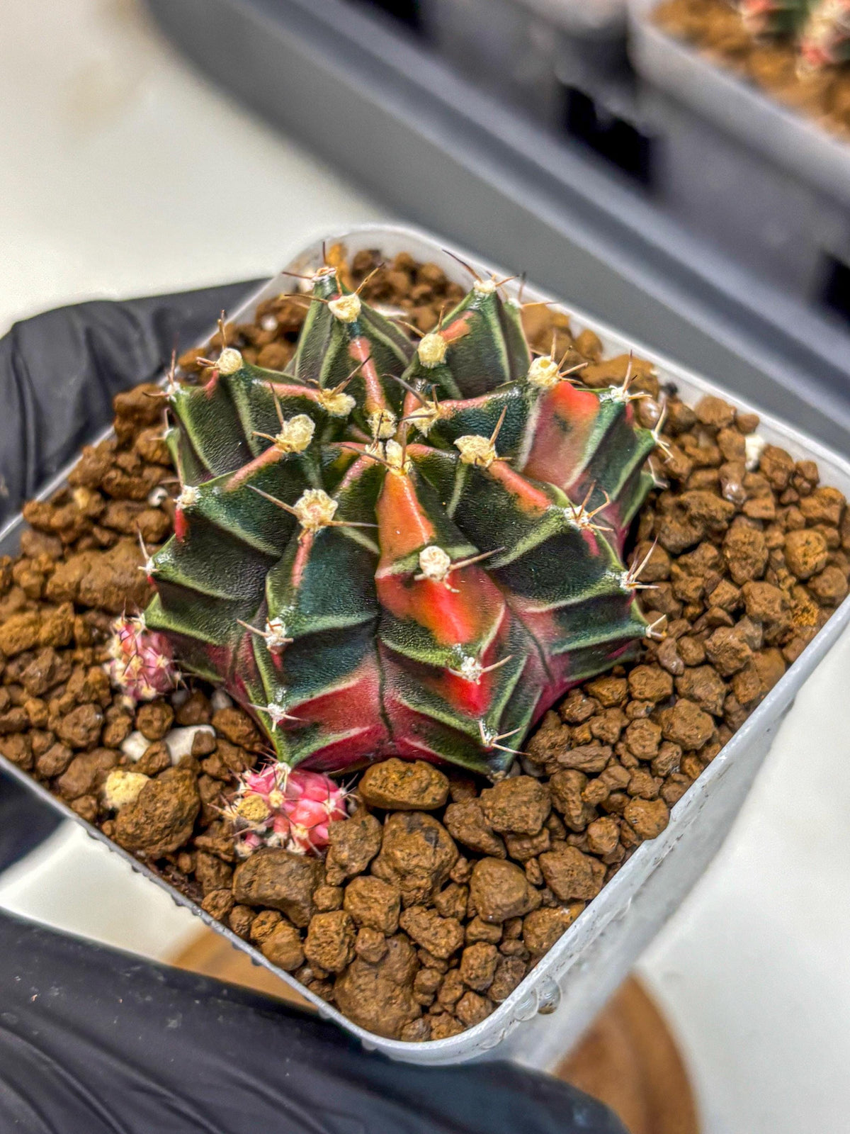 Gymnocalycium Garnet (gy5) (15) | Variegated cactus