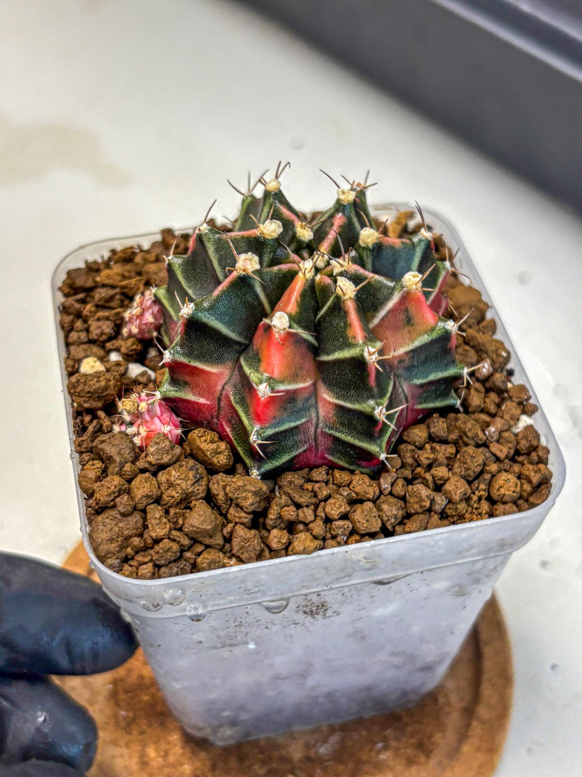 Gymnocalycium Garnet (gy5) (15) | Variegated cactus
