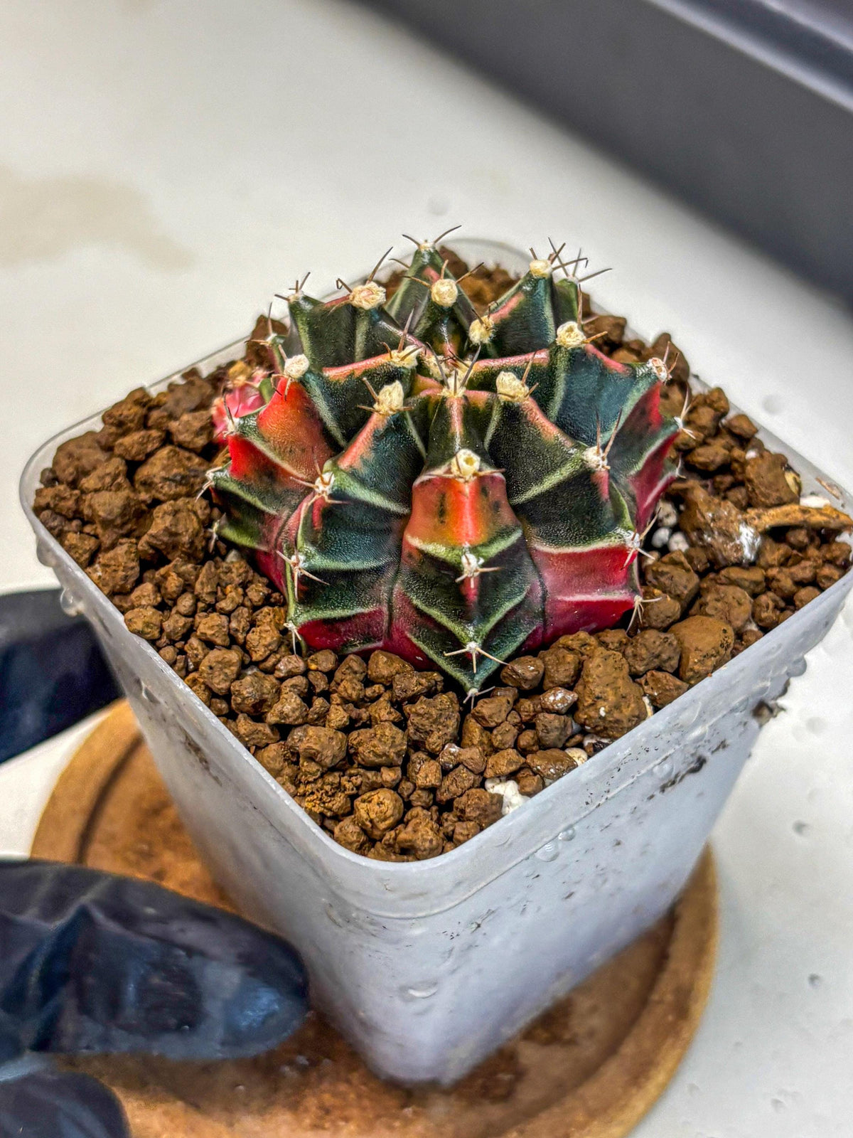 Gymnocalycium Garnet (gy5) (15) | Variegated cactus