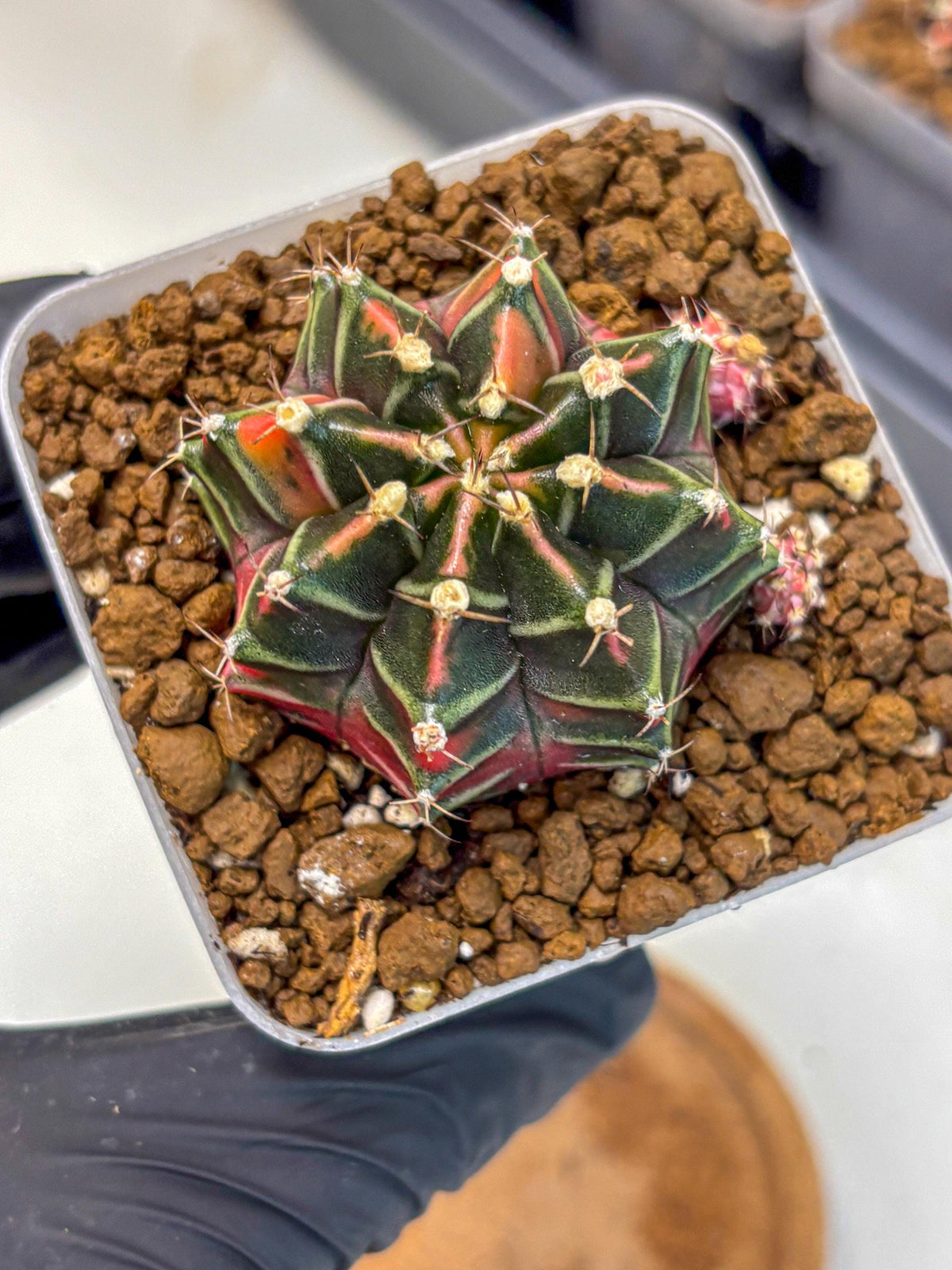 Gymnocalycium Garnet (gy5) (15) | Variegated cactus