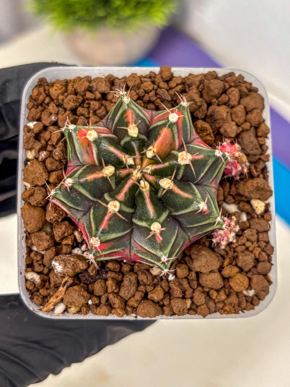 Gymnocalycium Garnet (gy5) (15) | Variegated cactus