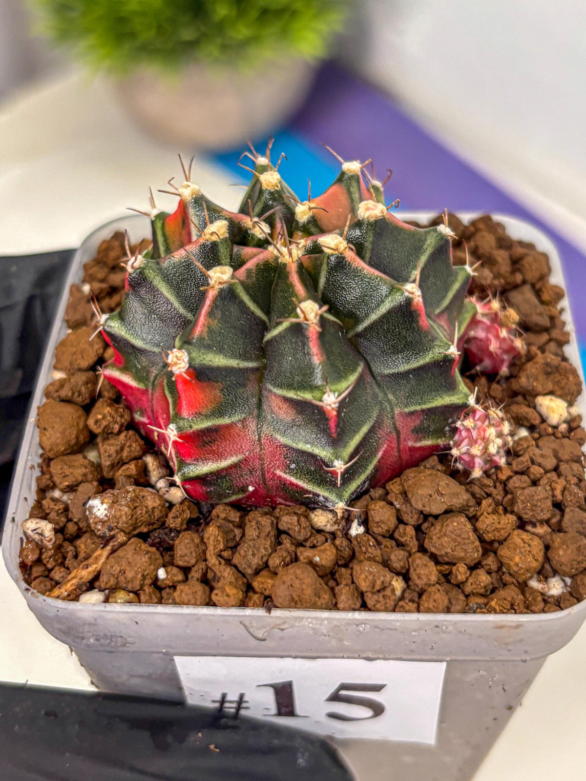 Gymnocalycium Garnet (gy5) (15) | Variegated cactus