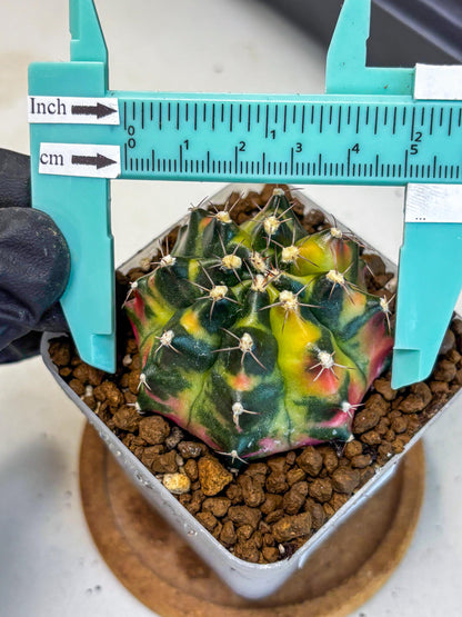 Gymnocalycium Tequila (gy5) (17) | Collectable