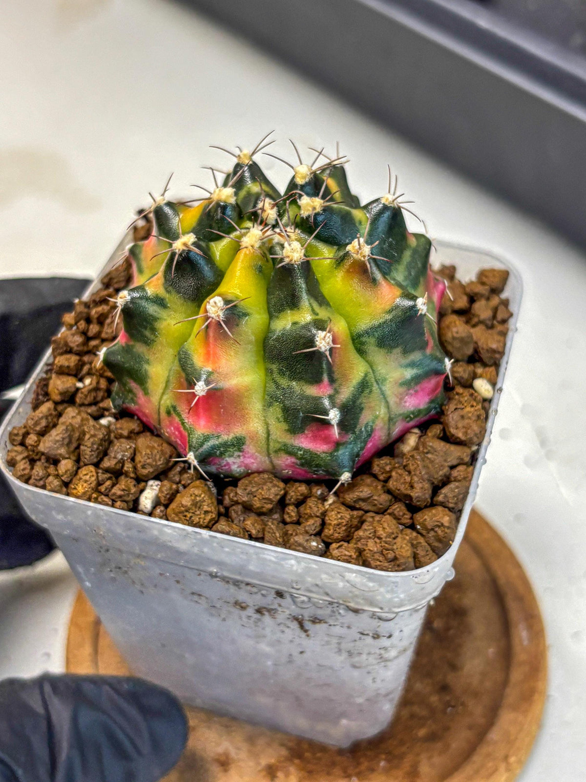 Gymnocalycium Tequila (gy5) (17) | Collectable