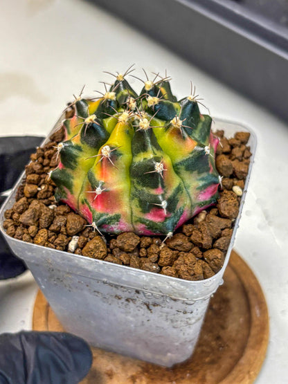 Gymnocalycium Tequila (gy5) (17) | Collectable