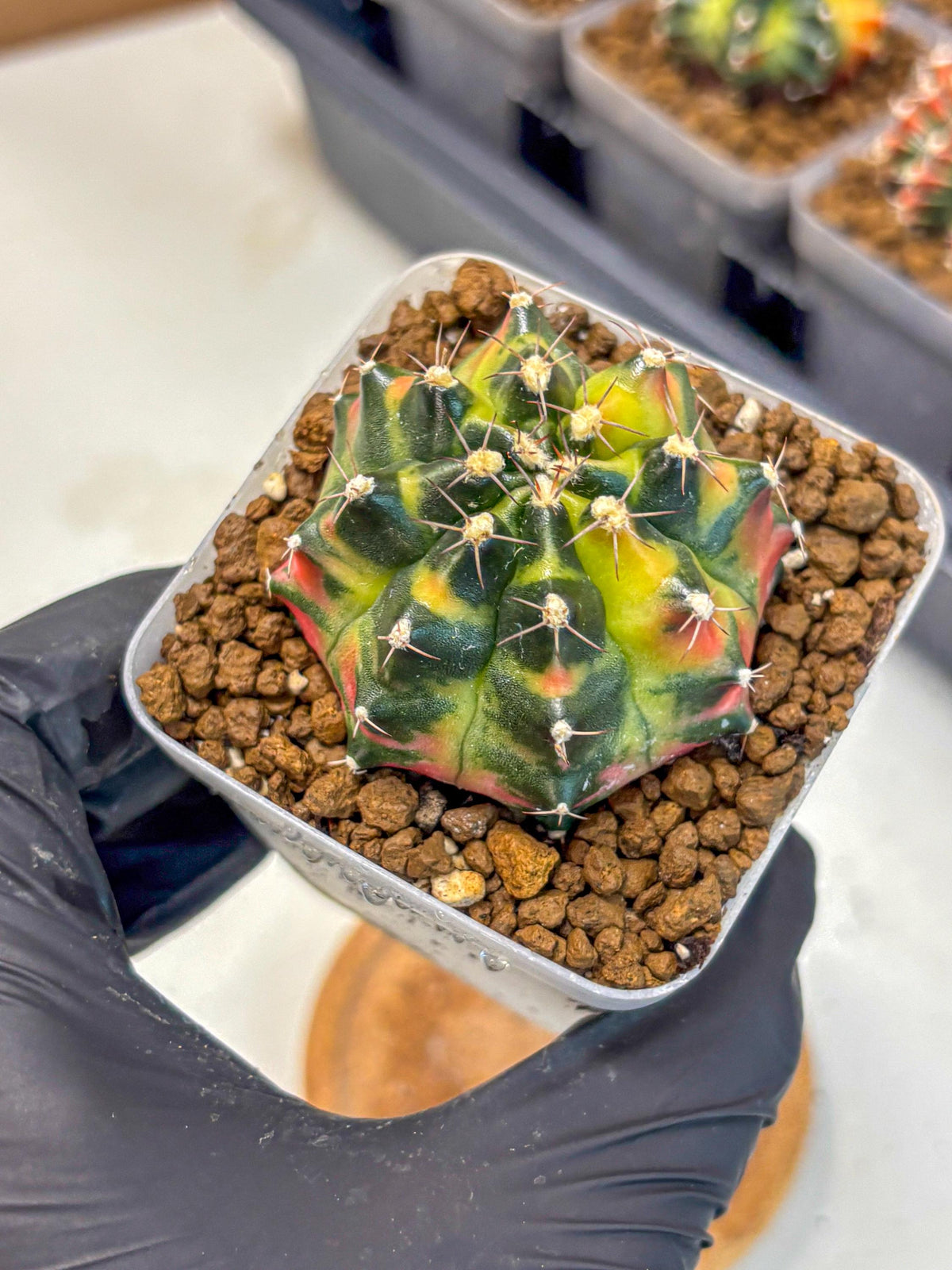 Gymnocalycium Tequila (gy5) (17) | Collectable