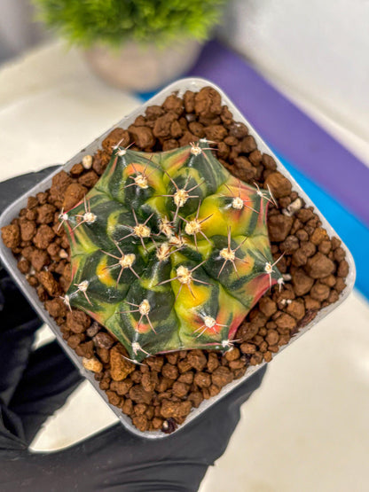 Gymnocalycium Tequila (gy5) (17) | Collectable