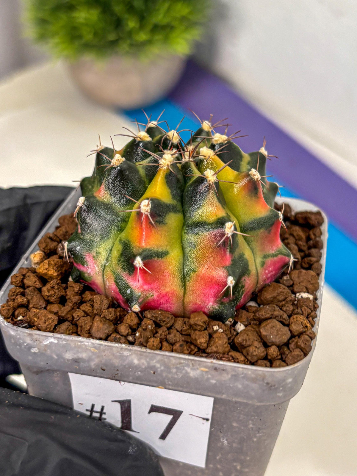 Gymnocalycium Tequila (gy5) (17) | Collectable