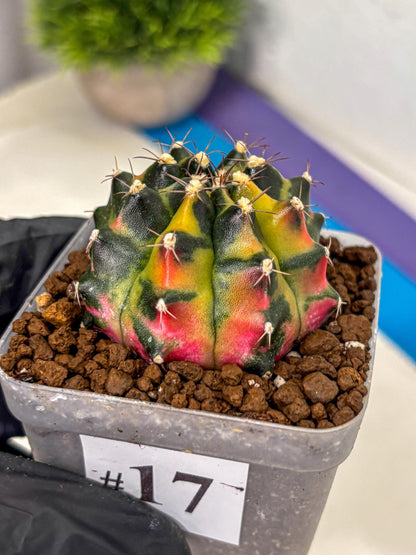 Gymnocalycium Tequila (gy5) (17) | Collectable