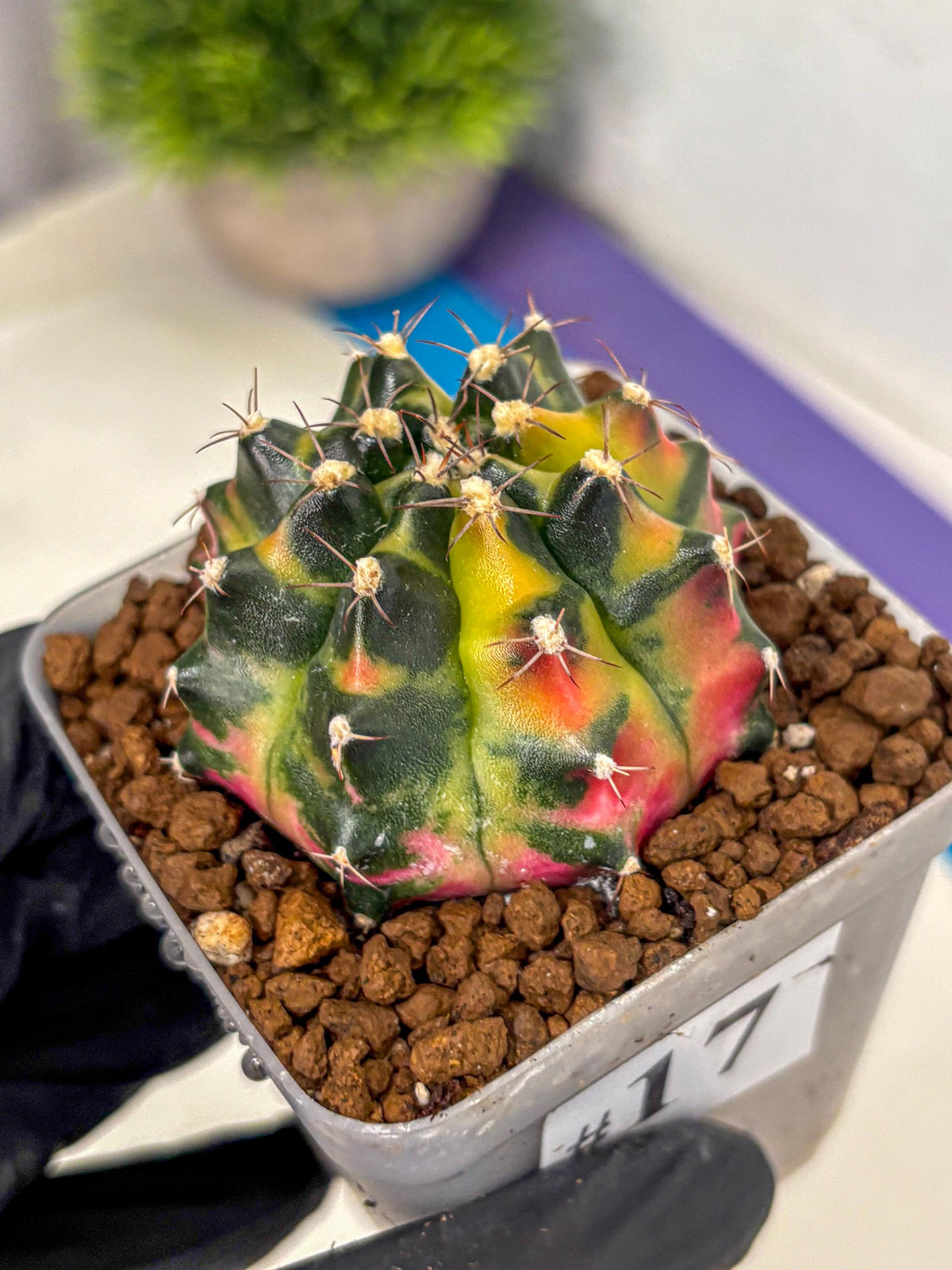 Gymnocalycium Tequila (gy5) (17) | Collectable