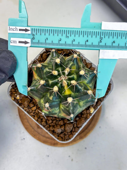 Gymnocalycium Tequila (gy5) (18) | Collectable