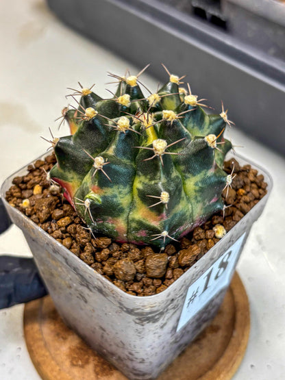 Gymnocalycium Tequila (gy5) (18) | Collectable