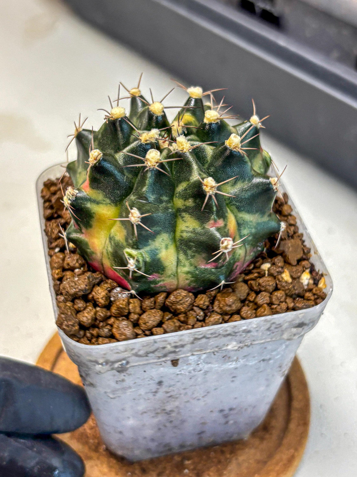 Gymnocalycium Tequila (gy5) (18) | Collectable