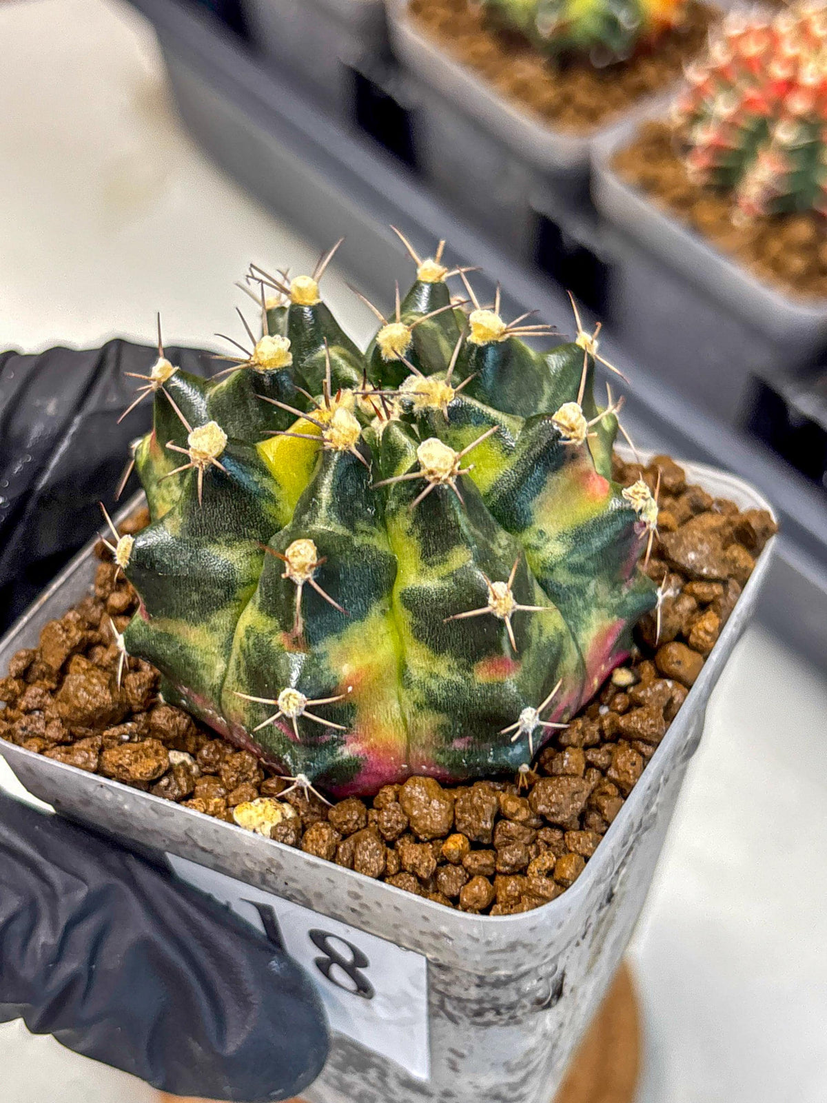 Gymnocalycium Tequila (gy5) (18) | Collectable