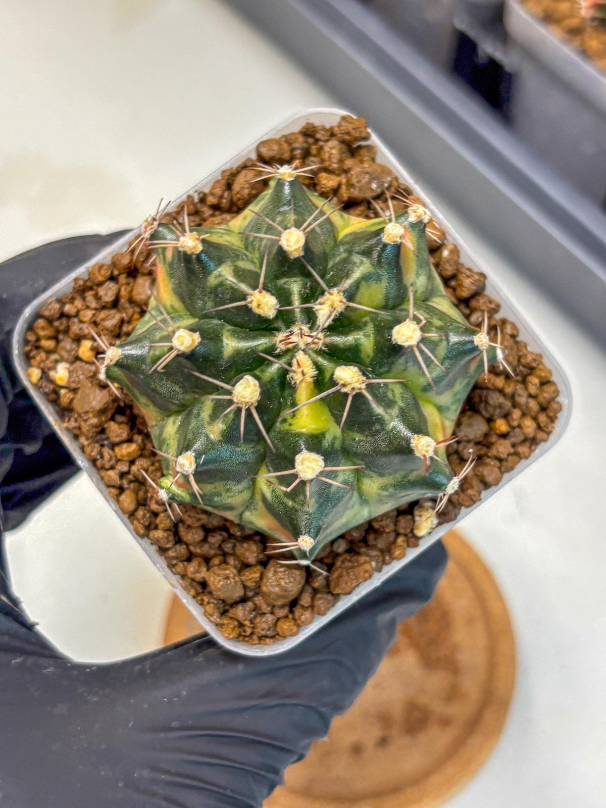 Gymnocalycium Tequila (gy5) (18) | Collectable