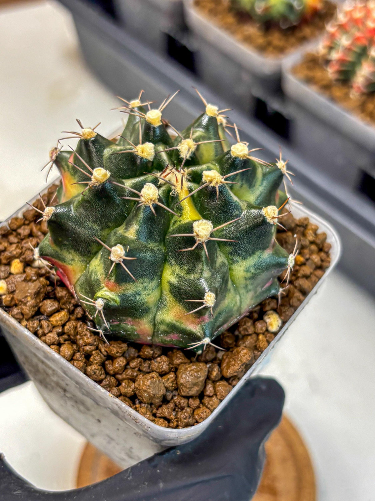 Gymnocalycium Tequila (gy5) (18) | Collectable