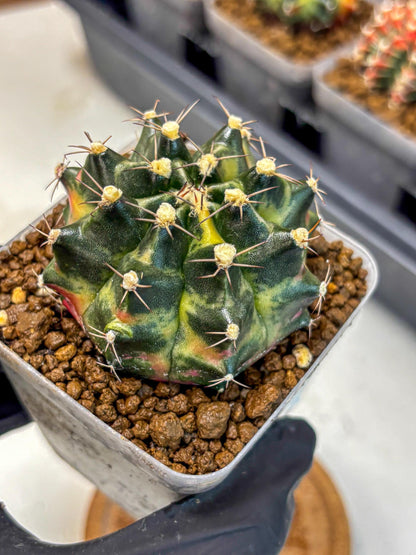 Gymnocalycium Tequila (gy5) (18) | Collectable
