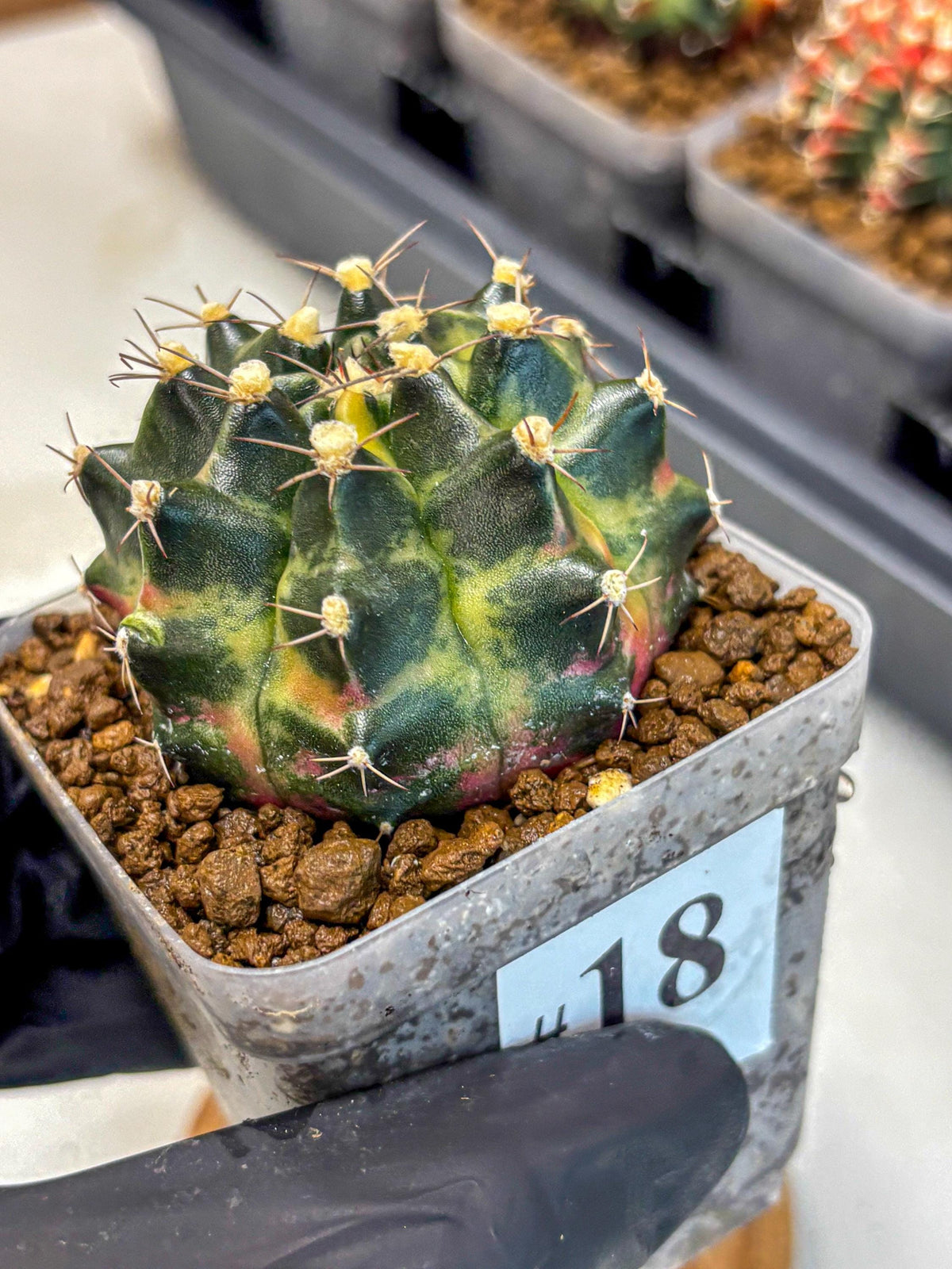 Gymnocalycium Tequila (gy5) (18) | Collectable