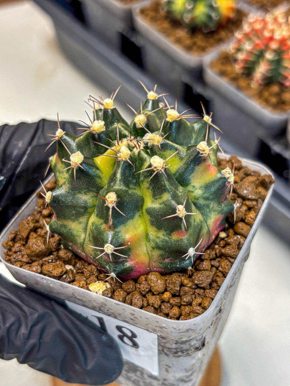 Gymnocalycium Tequila (gy5) (18) | Collectable