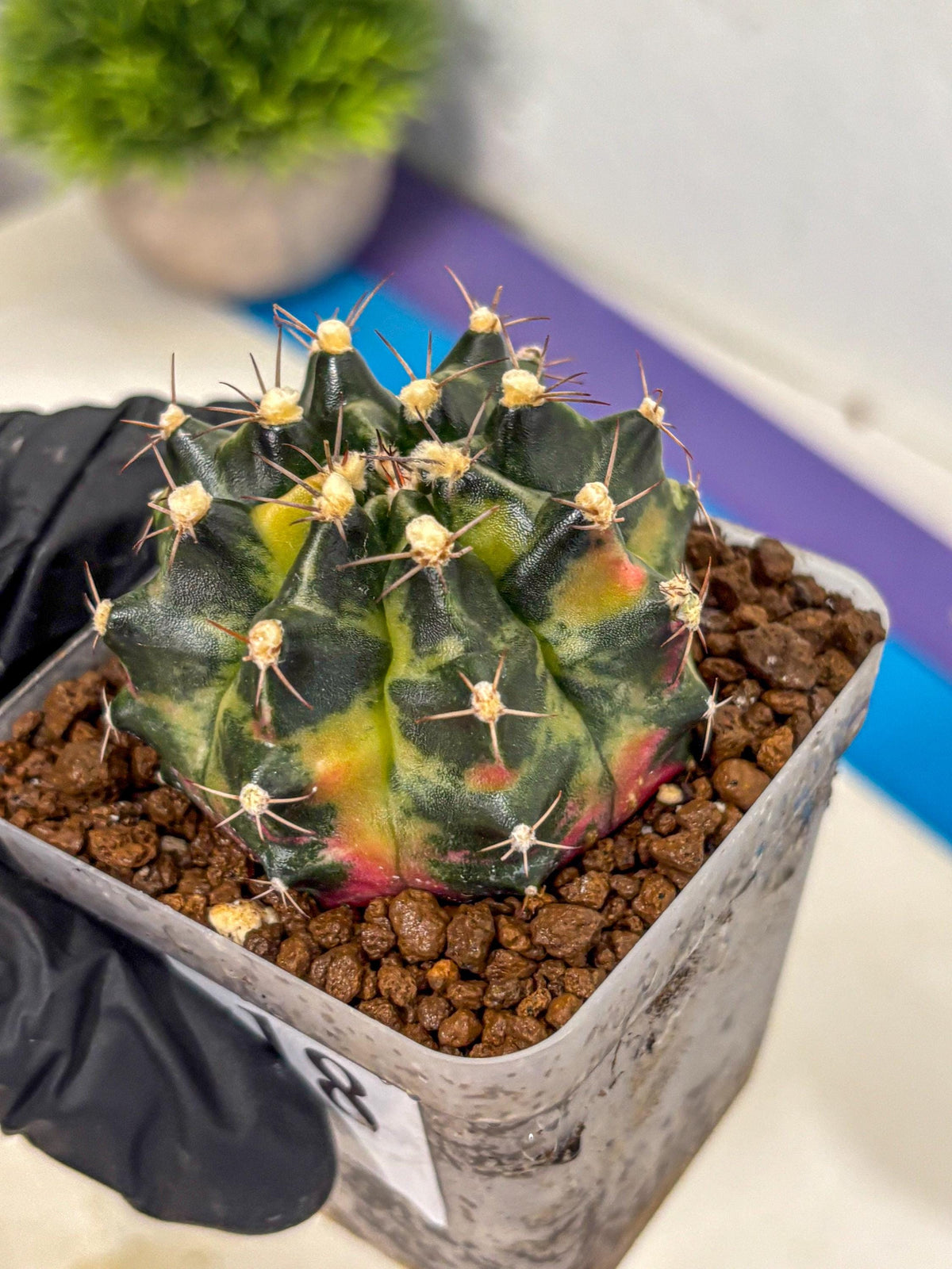 Gymnocalycium Tequila (gy5) (18) | Collectable