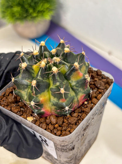 Gymnocalycium Tequila (gy5) (18) | Collectable