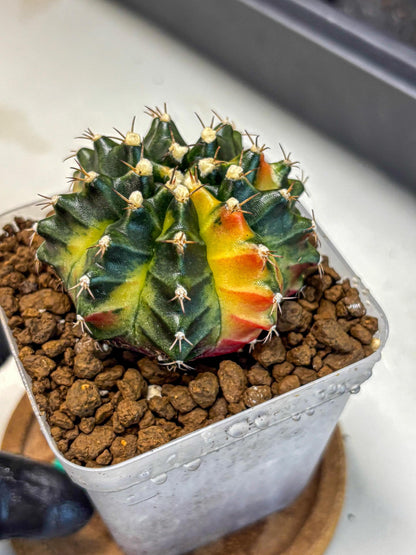 Gymnocalycium Obama (gy5) (gg) | Variegated cactus