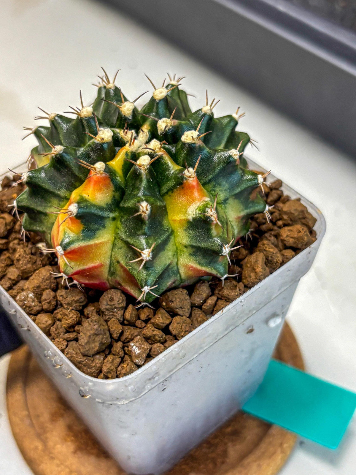 Gymnocalycium Obama (gy5) (gg) | Variegated cactus