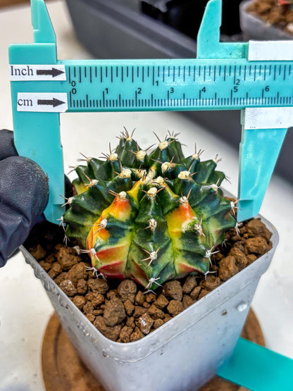 Gymnocalycium Obama (gy5) (gg) | Variegated cactus