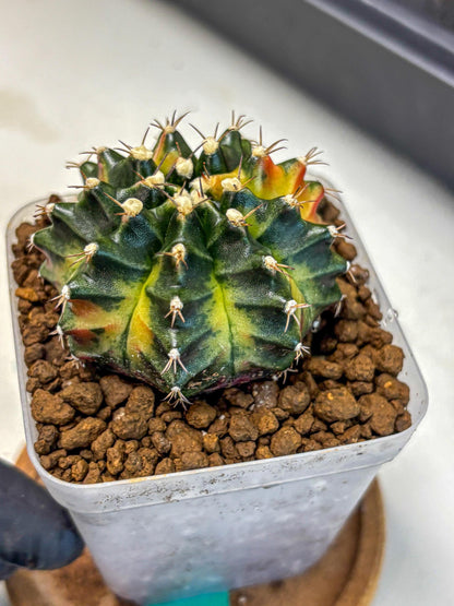 Gymnocalycium Obama (gy5) (gg) | Variegated cactus