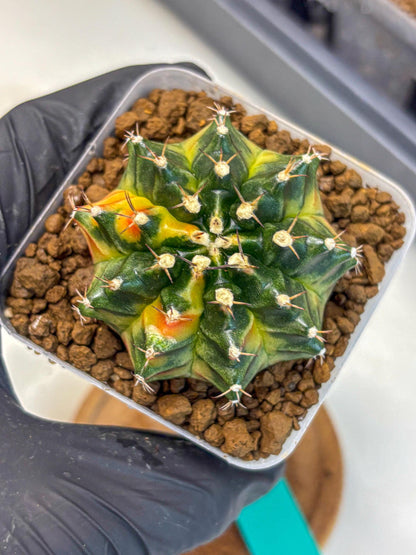Gymnocalycium Obama (gy5) (gg) | Variegated cactus