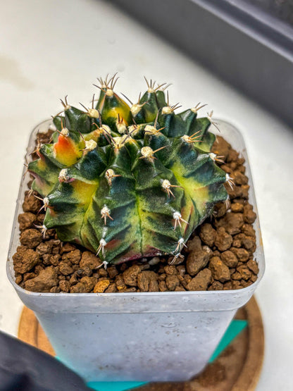 Gymnocalycium Obama (gy5) (gg) | Variegated cactus