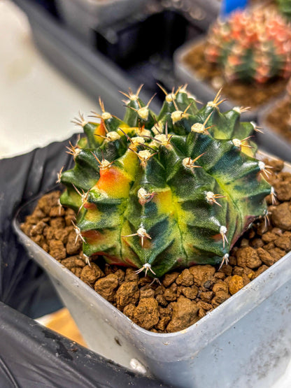 Gymnocalycium Obama (gy5) (gg) | Variegated cactus