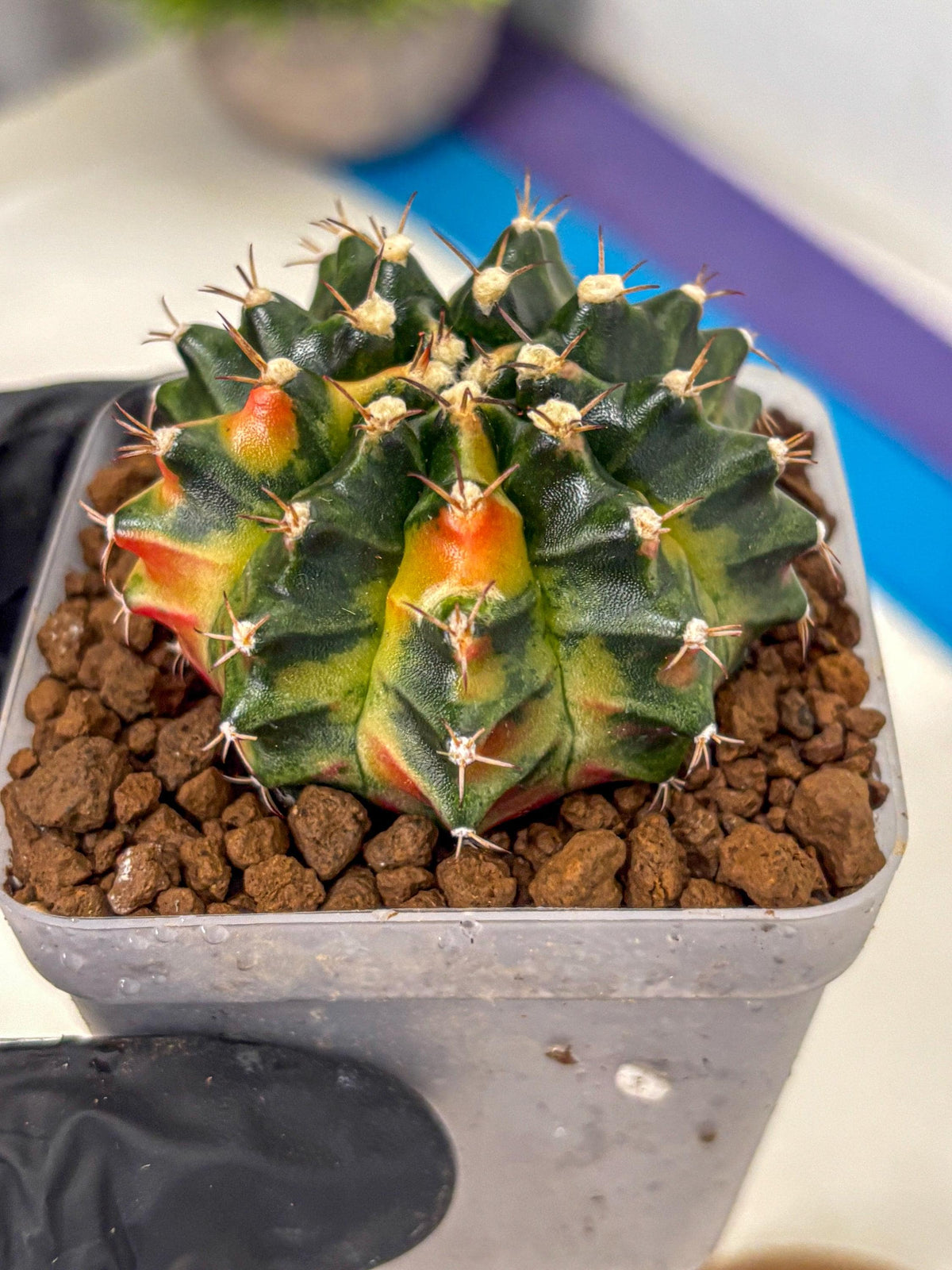 Gymnocalycium Obama (gy5) (gg) | Variegated cactus