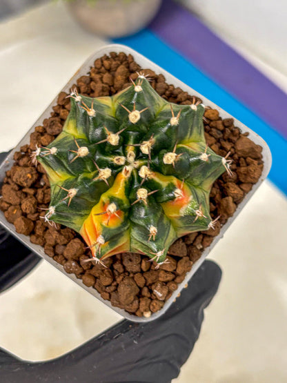 Gymnocalycium Obama (gy5) (gg) | Variegated cactus