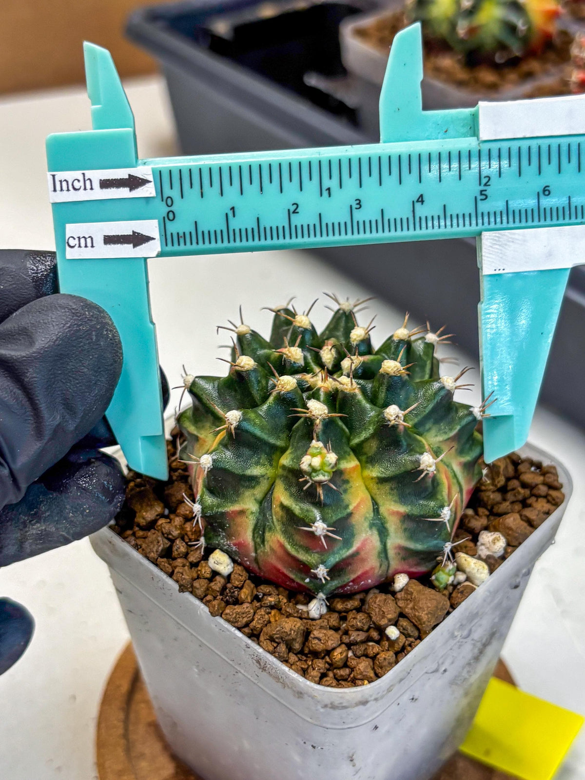 Gymnocalycium Obama (gy5) (yy) | Variegated cactus