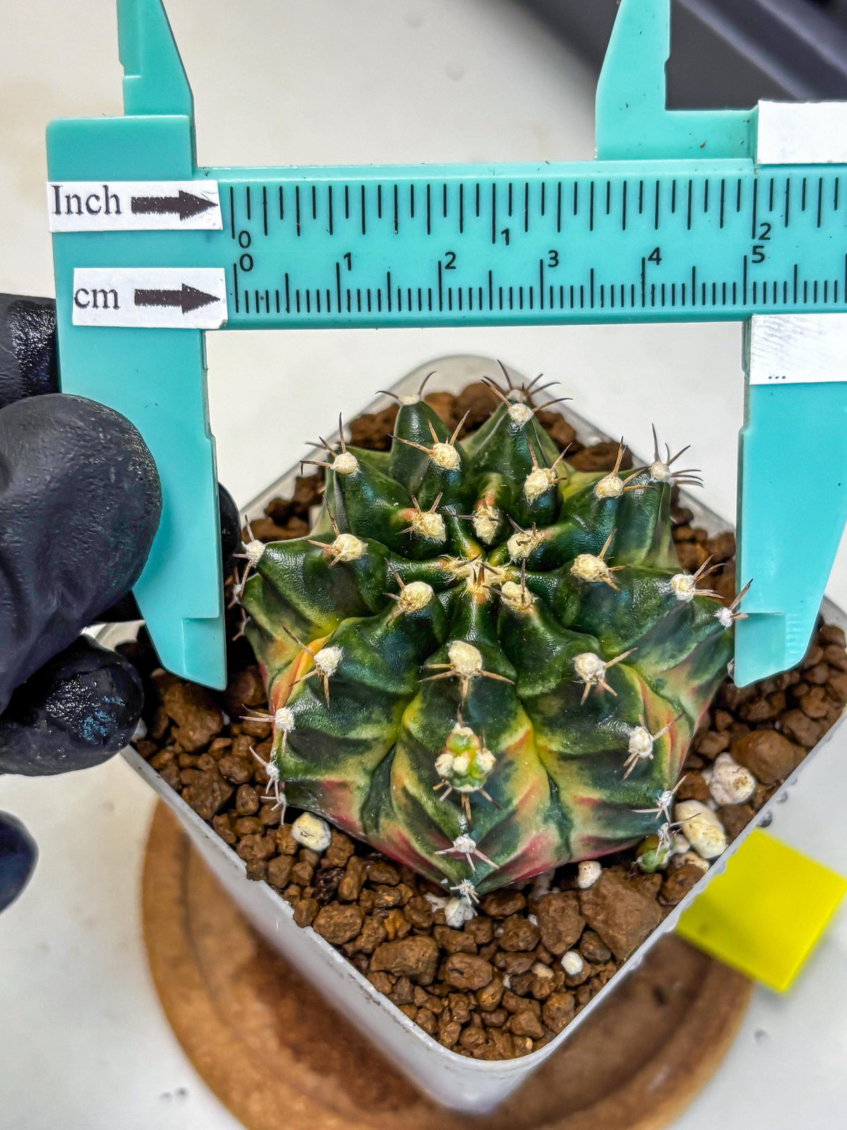 Gymnocalycium Obama (gy5) (yy) | Variegated cactus
