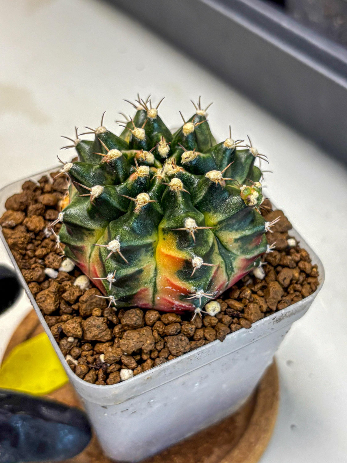 Gymnocalycium Obama (gy5) (yy) | Variegated cactus